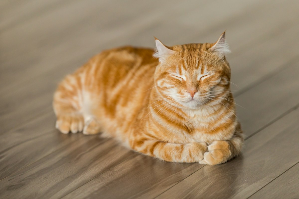 Two cats together