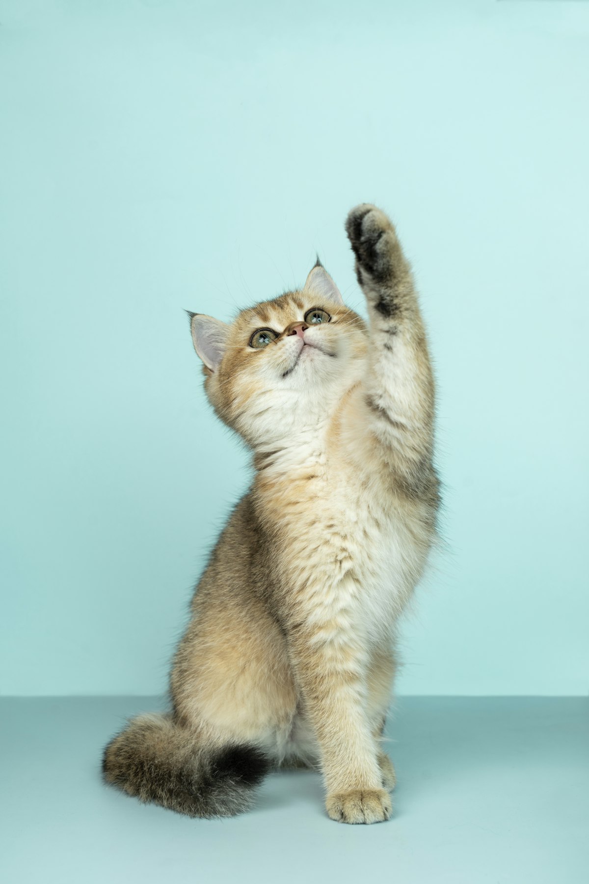 A yellow cat